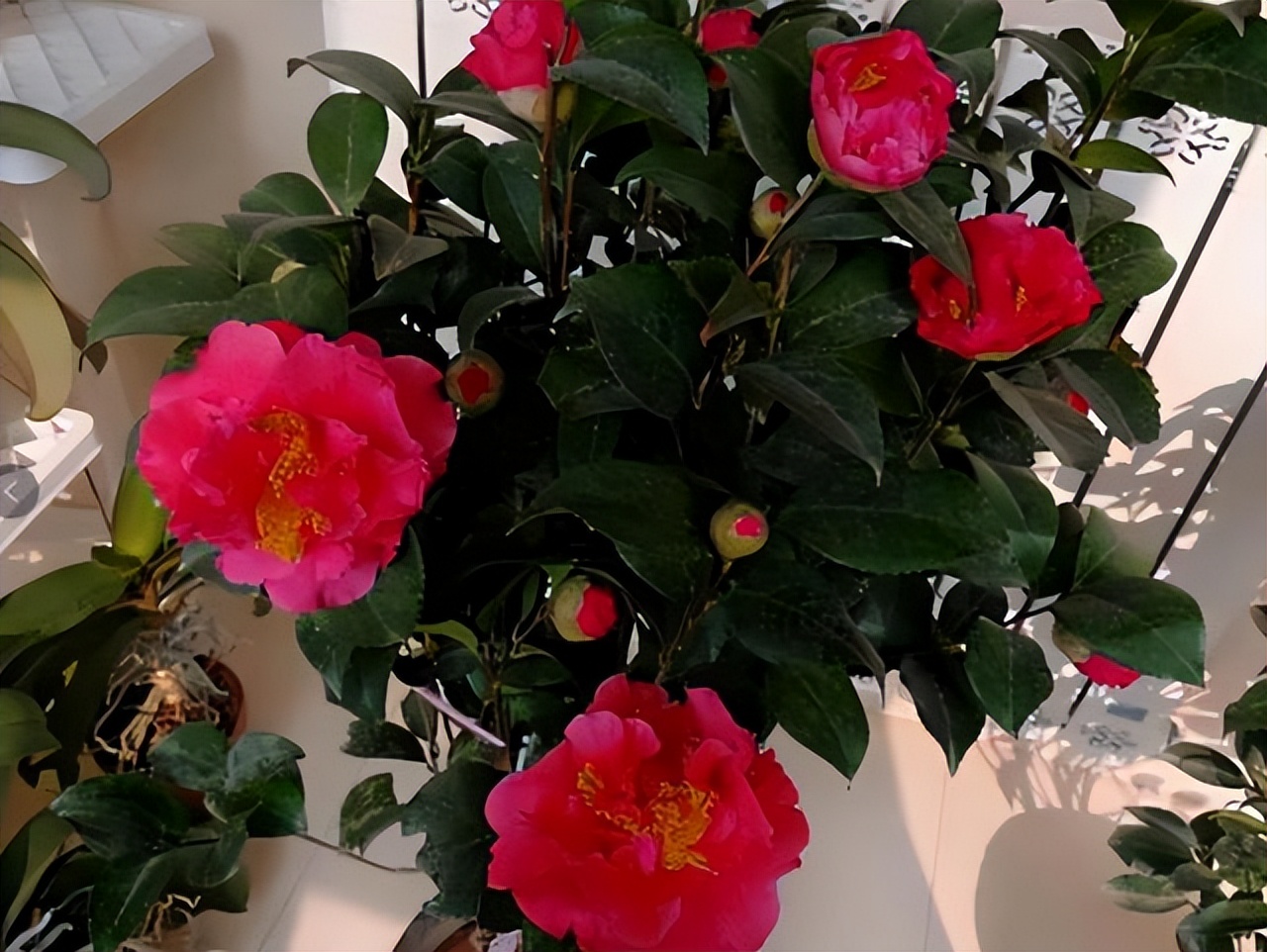 它被誉为 红茶花之王 花香怡人 花色艳丽 天天看点