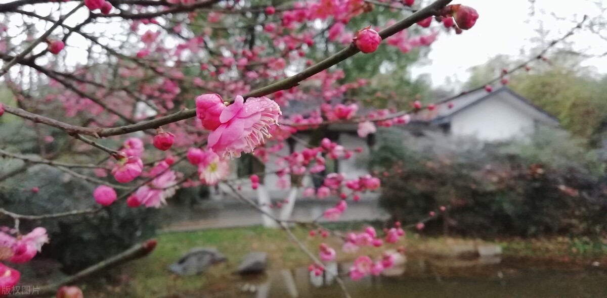 梅兰竹菊的古诗各一首（梅兰竹菊诗句四首）-第1张图片-科灵网