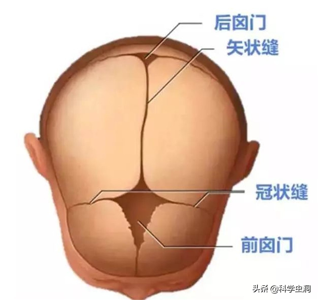 人类宝宝那么蠢，不会走路只会哭，如何在原始社会生存呢？