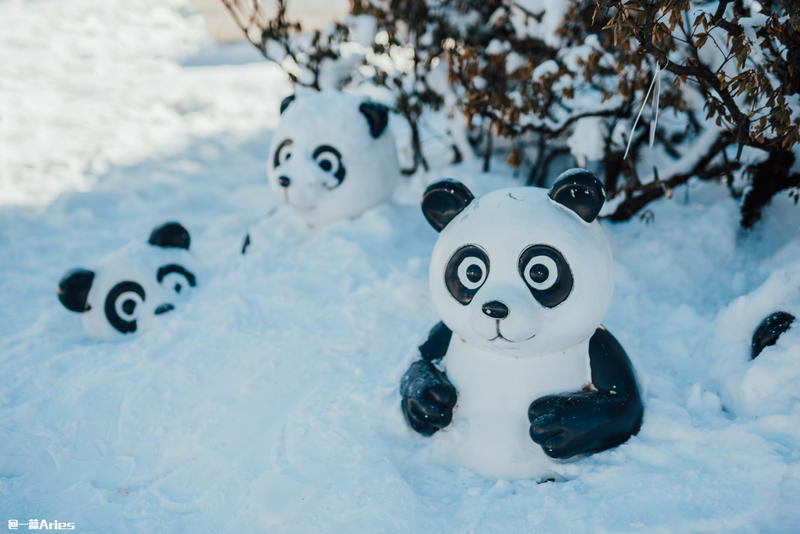 成都周边游 | 川西的雪国秘境，我与瓦屋山的纯白约定