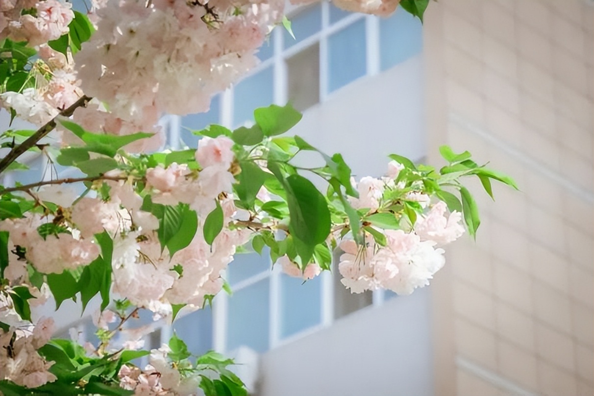 登上央视，手握多所名校offer！陕西