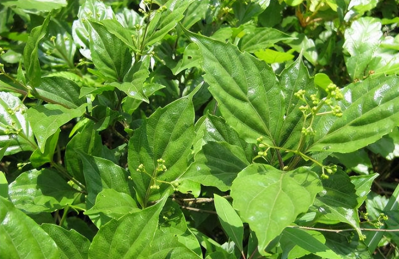 臭黄荆:被名字耽误的植物,接下来的6月有两种美食离不开它