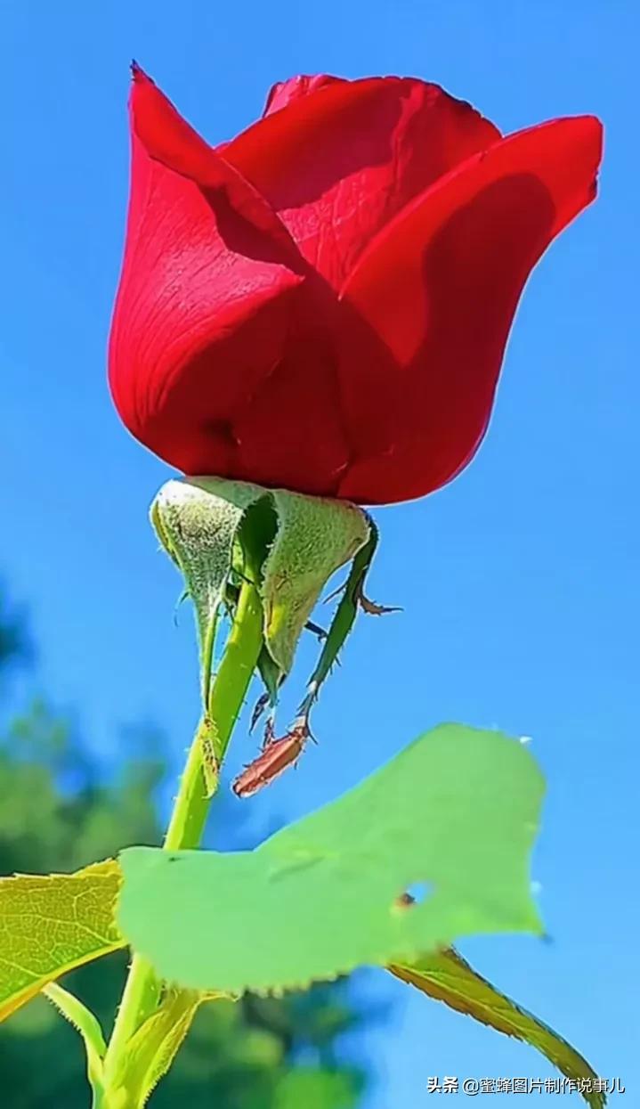 春色满园花盛开，群蜂恋蕊采蜜来