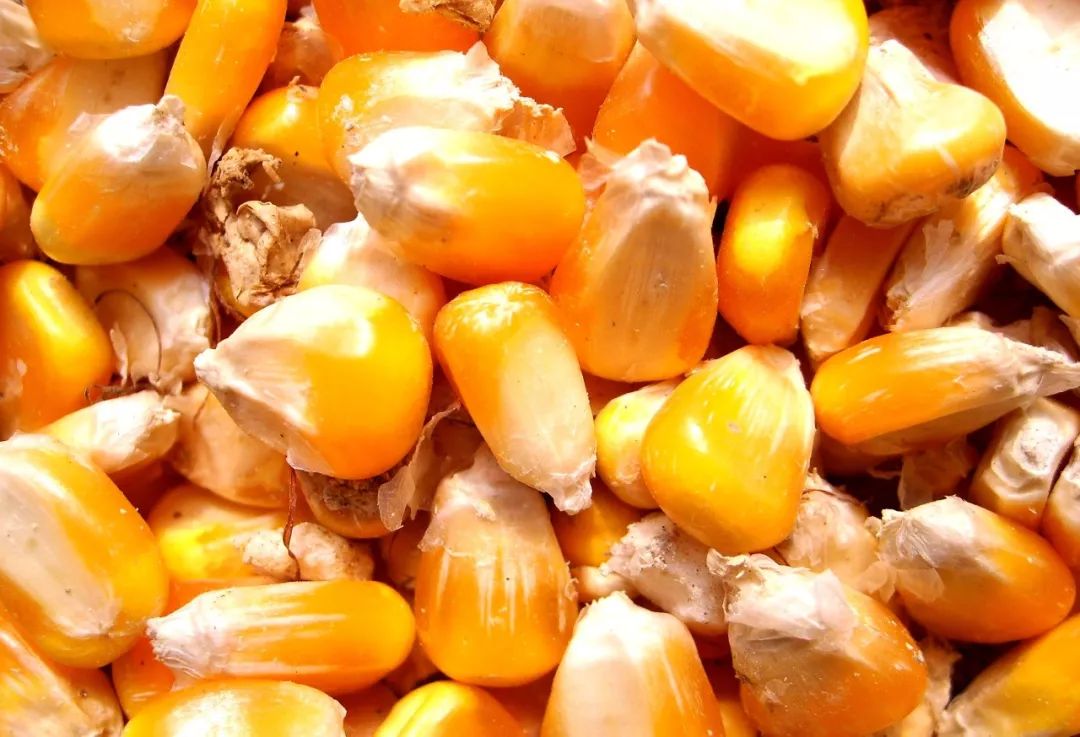 今天最高暴跌110元/吨！玉米价格，涨到头了吗？