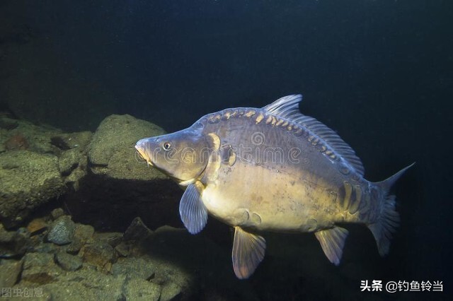 请注意,以下外来鱼类渔业部明令禁止放流,希望引起大家重视