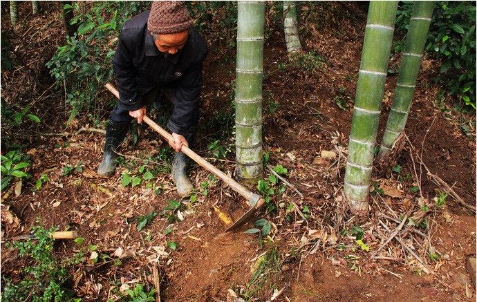 竹林里的美食，“越挖越多”，冬笋价格涨40%，北方人还不会吃？