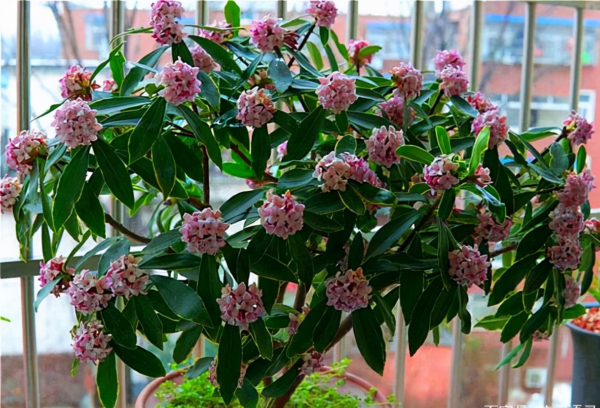 金边瑞香"越冷"开花越香浓,冬天做好4件事,满盆都是吉祥花