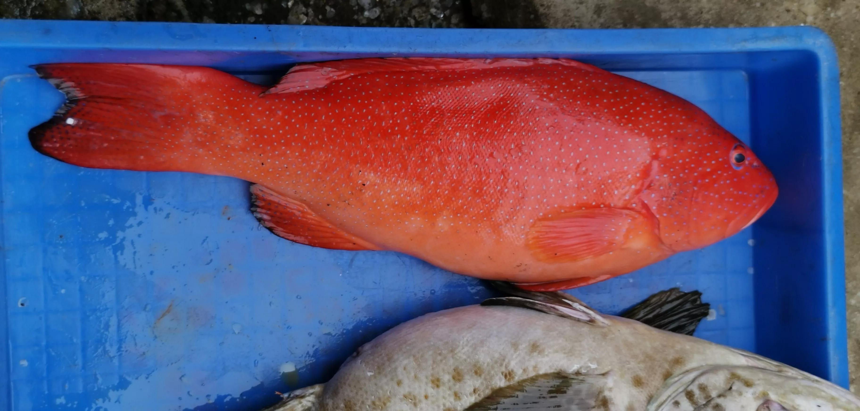 早上参观鱼市场,看到这个人了吗,浑身发亮,全身通红,泪汪汪的眼睛