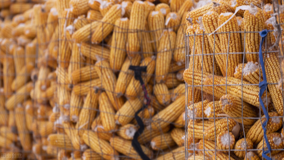 12月29日国内各地玉米价格发布