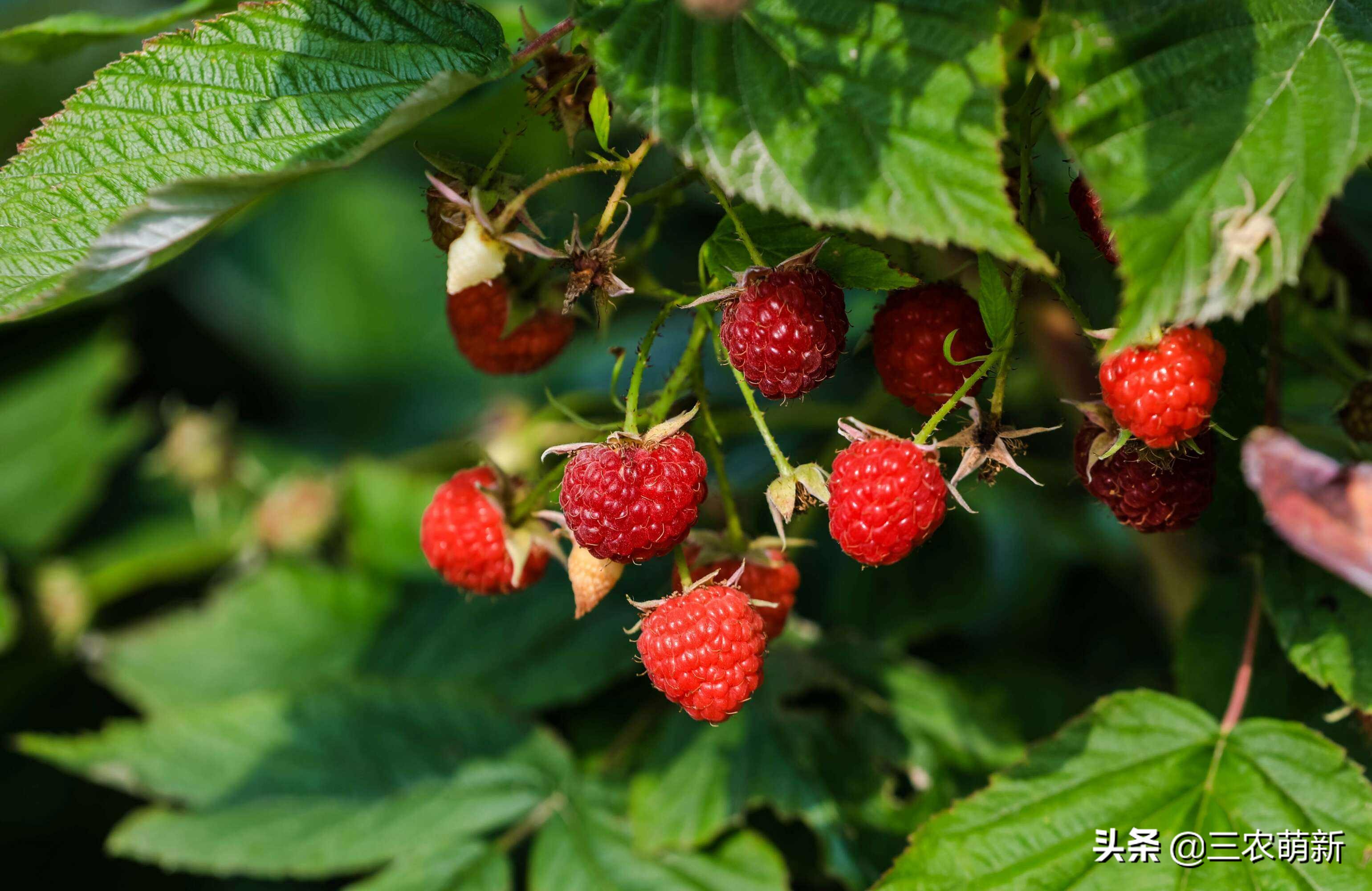 树莓价格多少钱一斤树莓