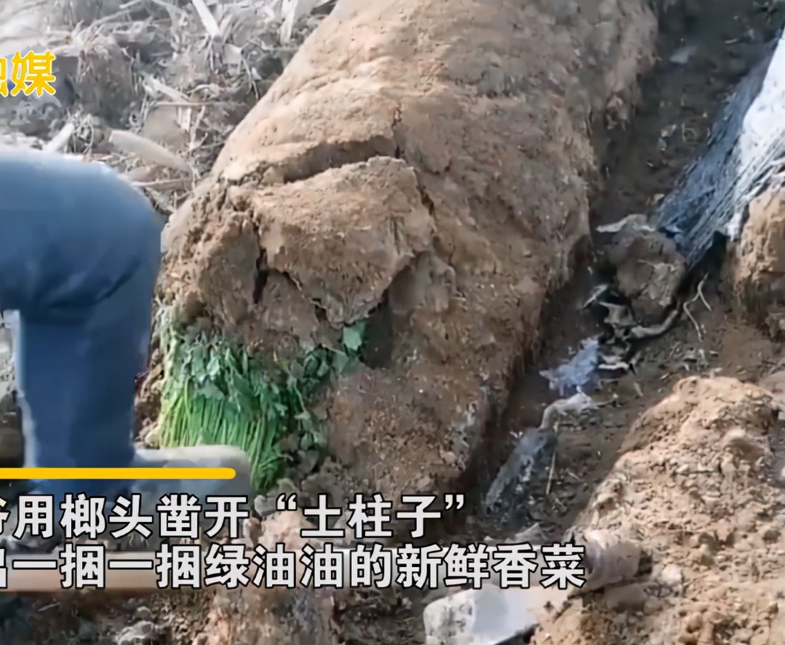 大爷土方法存储香菜，一捆捆竟绿得发光，网友不解：真这么好使？