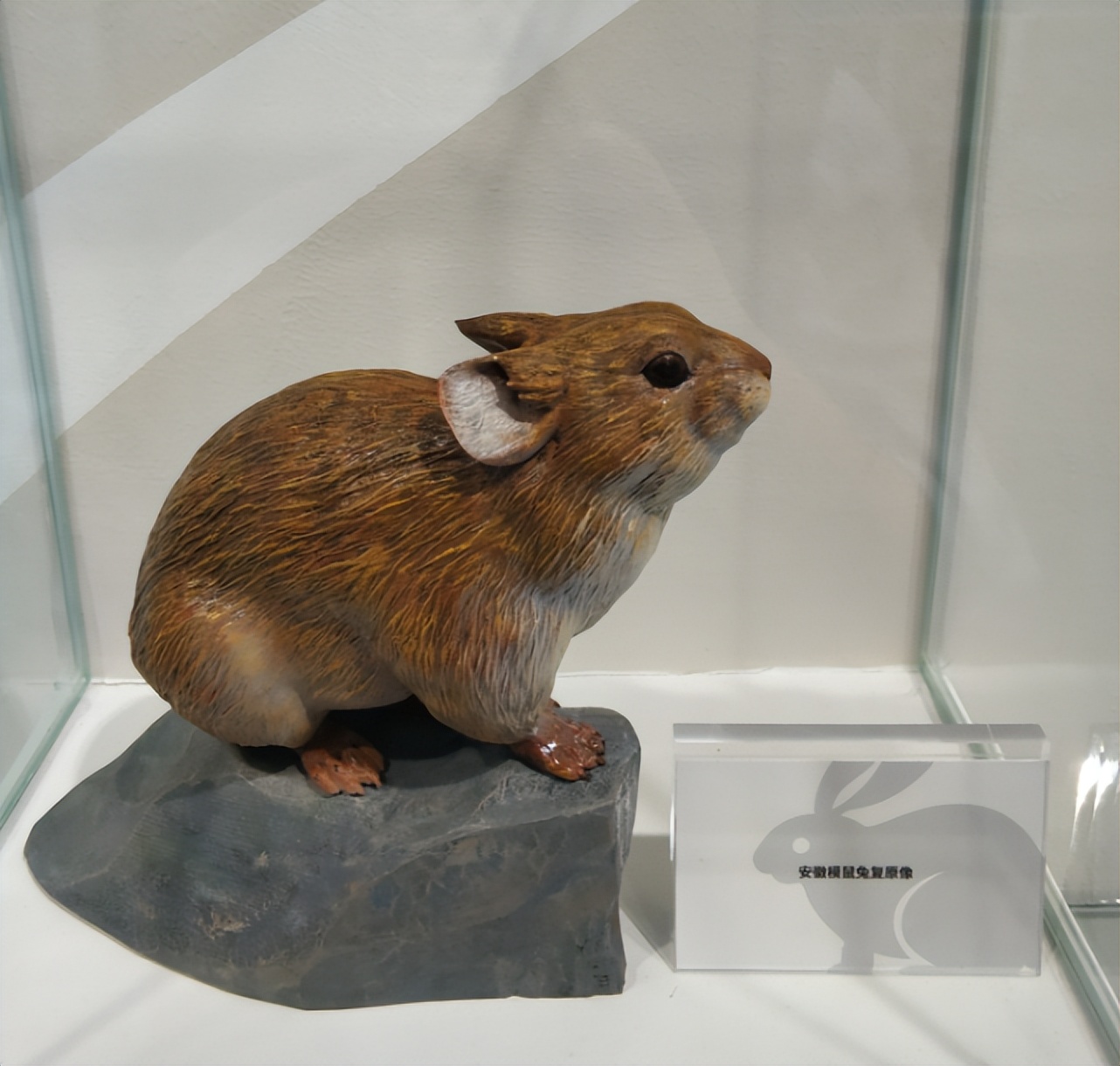 中国古动物馆兔年特展！“世界第一兔”5300万岁