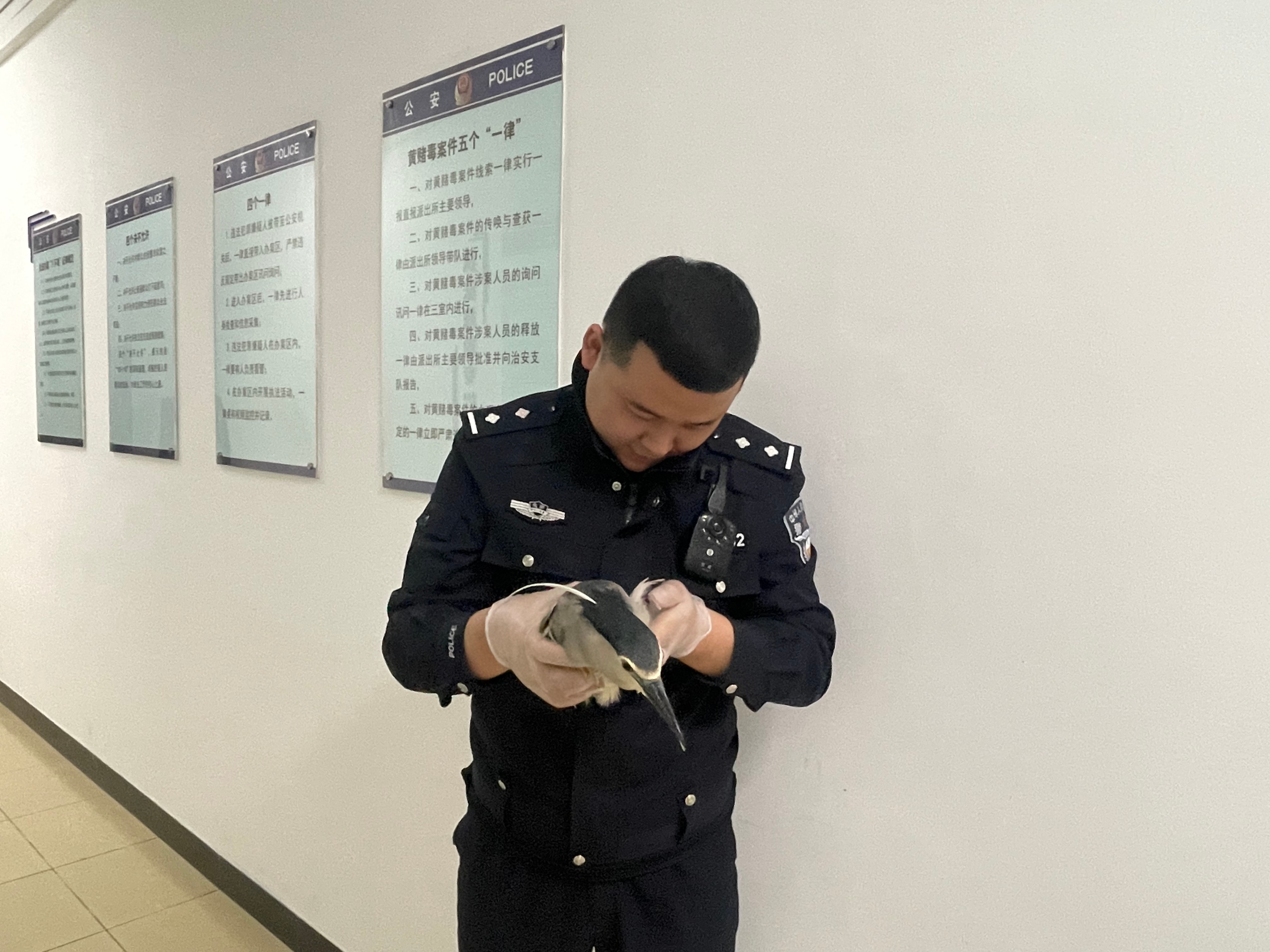 爱心接力 让夜鹭平安 回家 天天看点