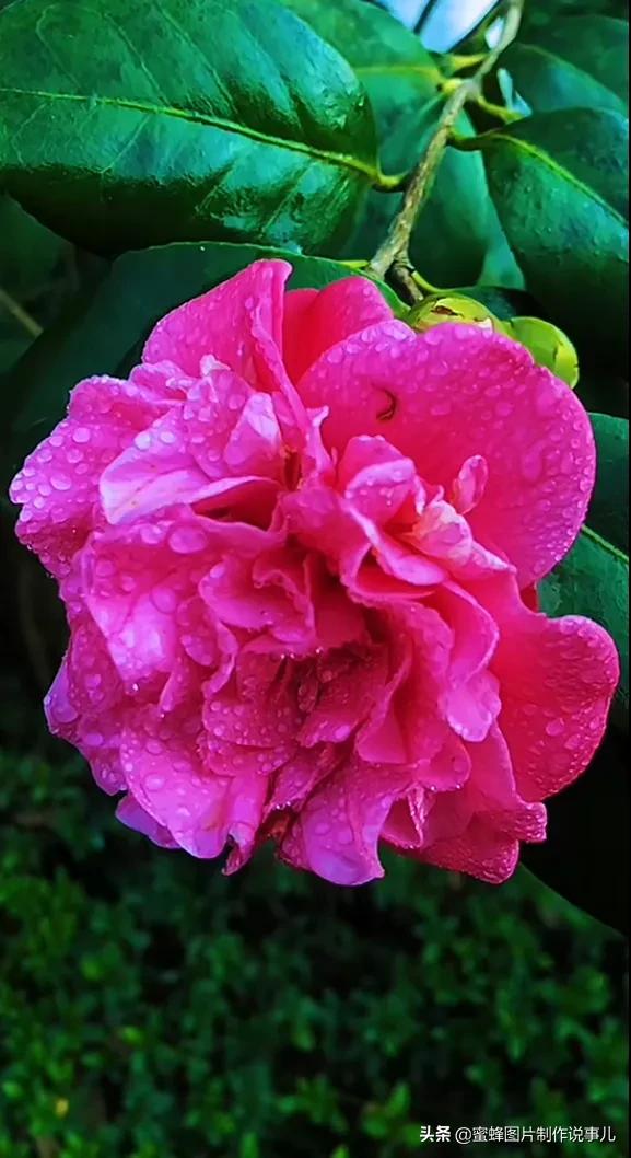 各种花卉植物，养在家里什么地方合适