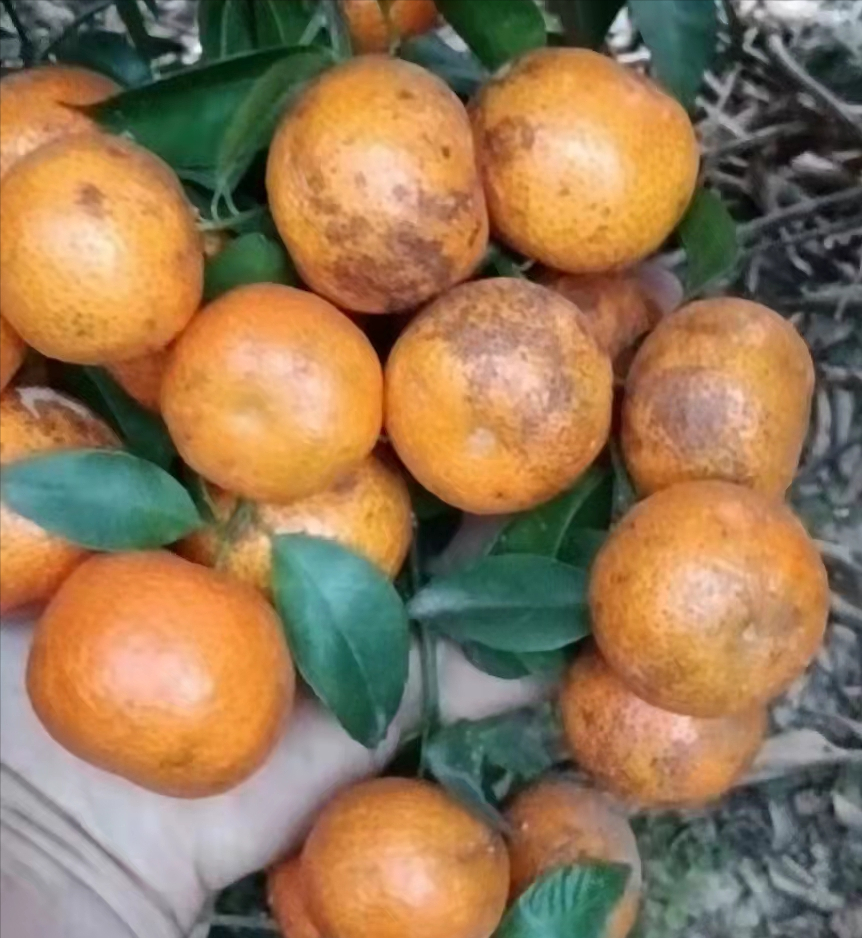 用啥药能把树弄死(33种药毒力表|好果2元,白癞病果几毛!