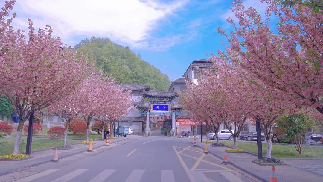 櫻櫻櫻！快看→ 這份漢中專(zhuān)屬的春日浪漫霸屏~