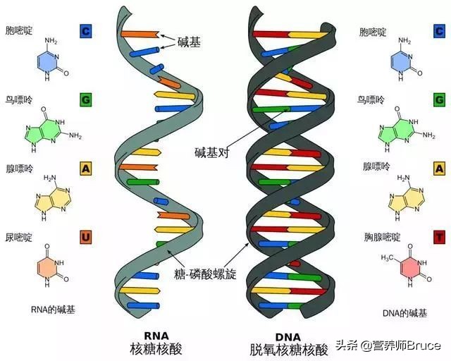 基因 染色體 蛋白質 dna和rna之間存在什麼關係?