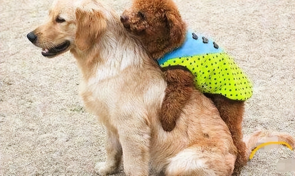 不会养的人也很多,而主人的所作所为会让路人把怨恨转移到了泰迪身上