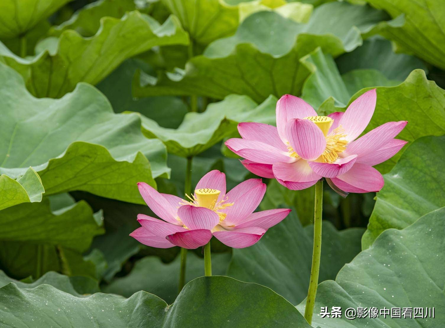 仁寿方家：映日荷花别样红