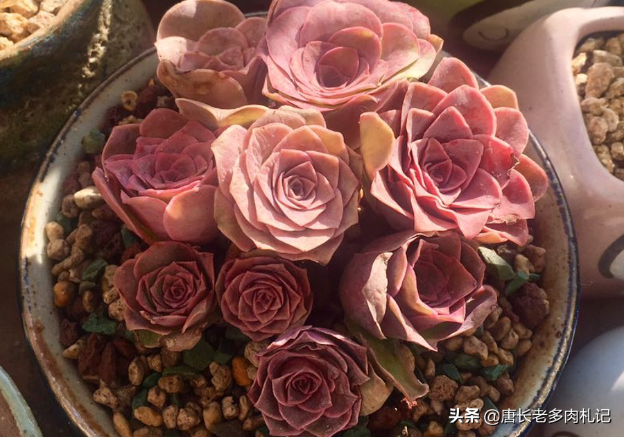 耶罗玫瑰(多肉耶罗山地玫瑰有颜值又好养,现在却无人问津,你知道缘由