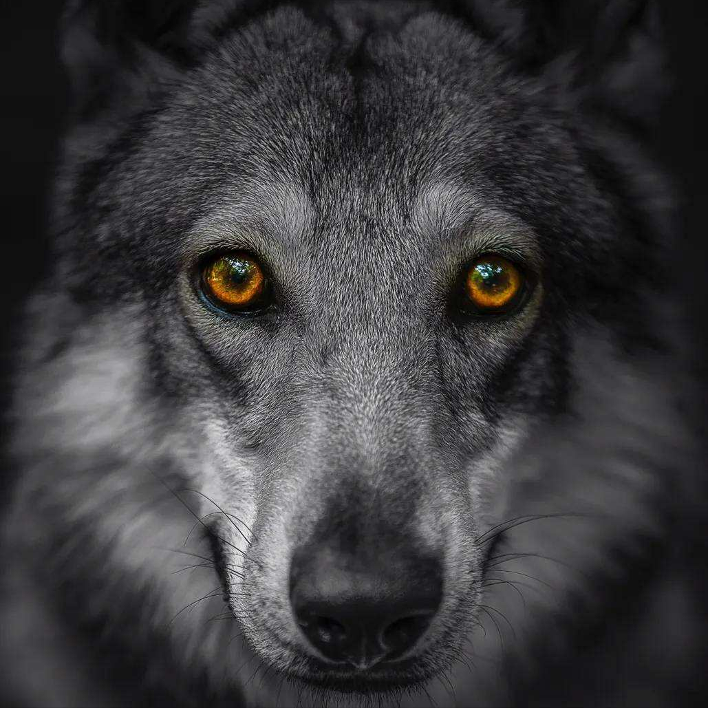 养一只"捷克狼犬"吧,你会爱上它的