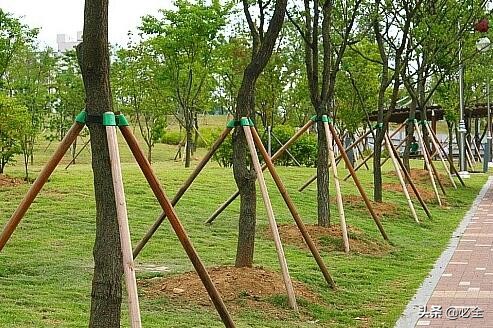 樹(shù)苗種植,樹(shù)苗種植方法步驟
