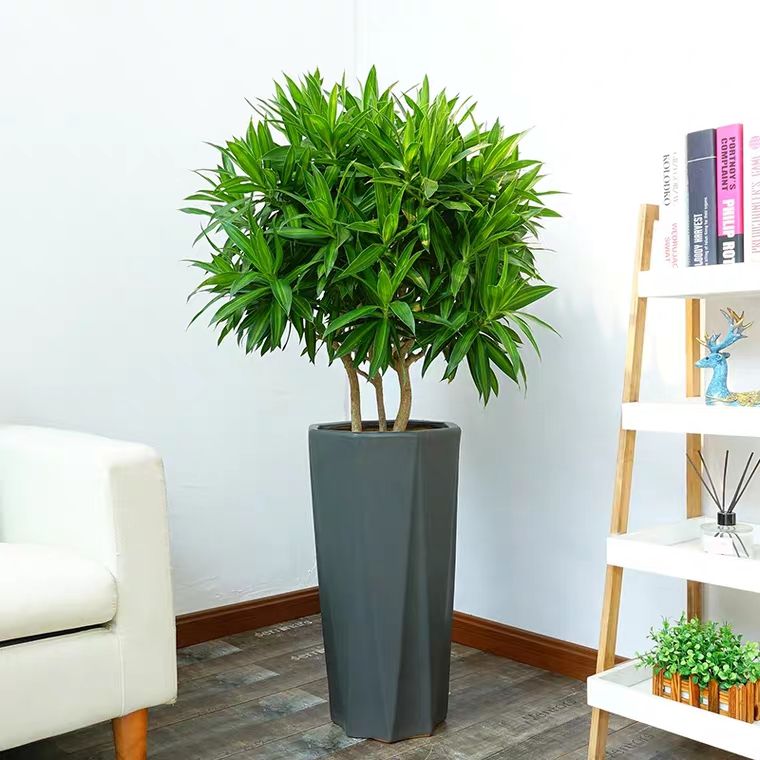 客厅里养这6种植物，不仅能净化空气，还能释放氧气，净化环境