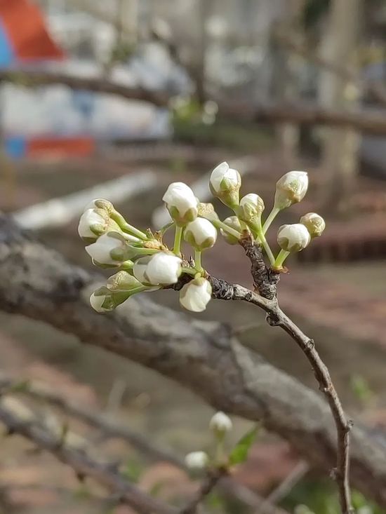 奎文区孙家小学:把校园春日美景“打包”给你(图4)