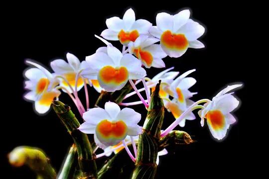 玫瑰石斛～茎悬垂，花姿优雅，玲珑可爱，花色鲜艳，气味芳香