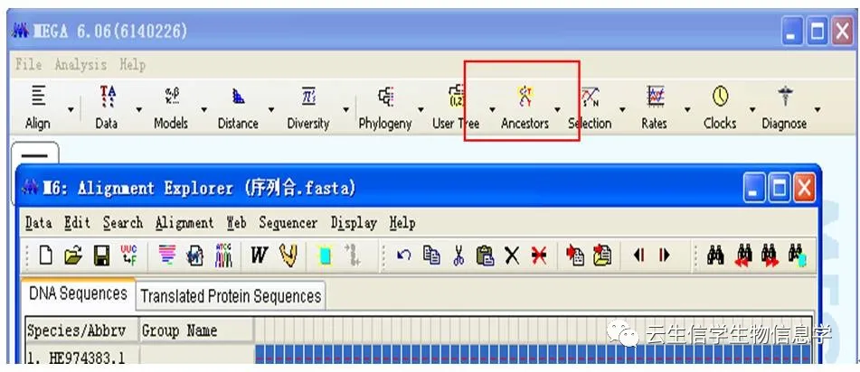 软件工具│详细介绍用Mega6软件画进化树图，推荐