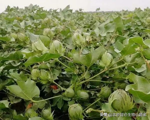 棉花喷施增产套餐的合适浓度？种植棉花增产施肥用什么叶面肥好