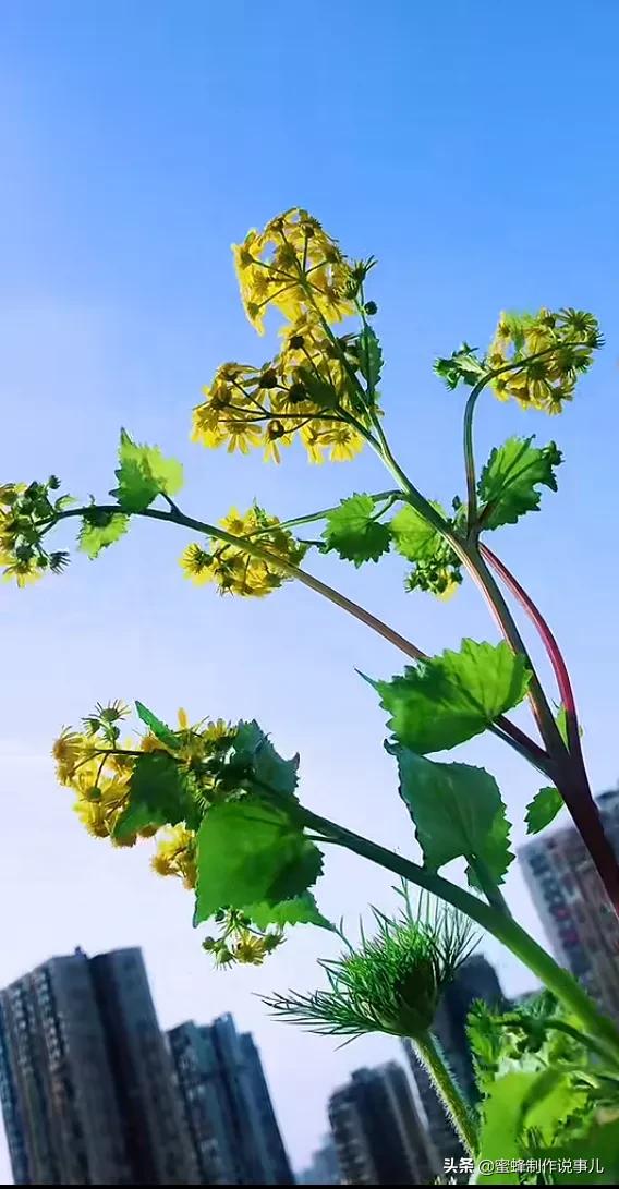 笑看花开好心情，芬芳伴君香四溢