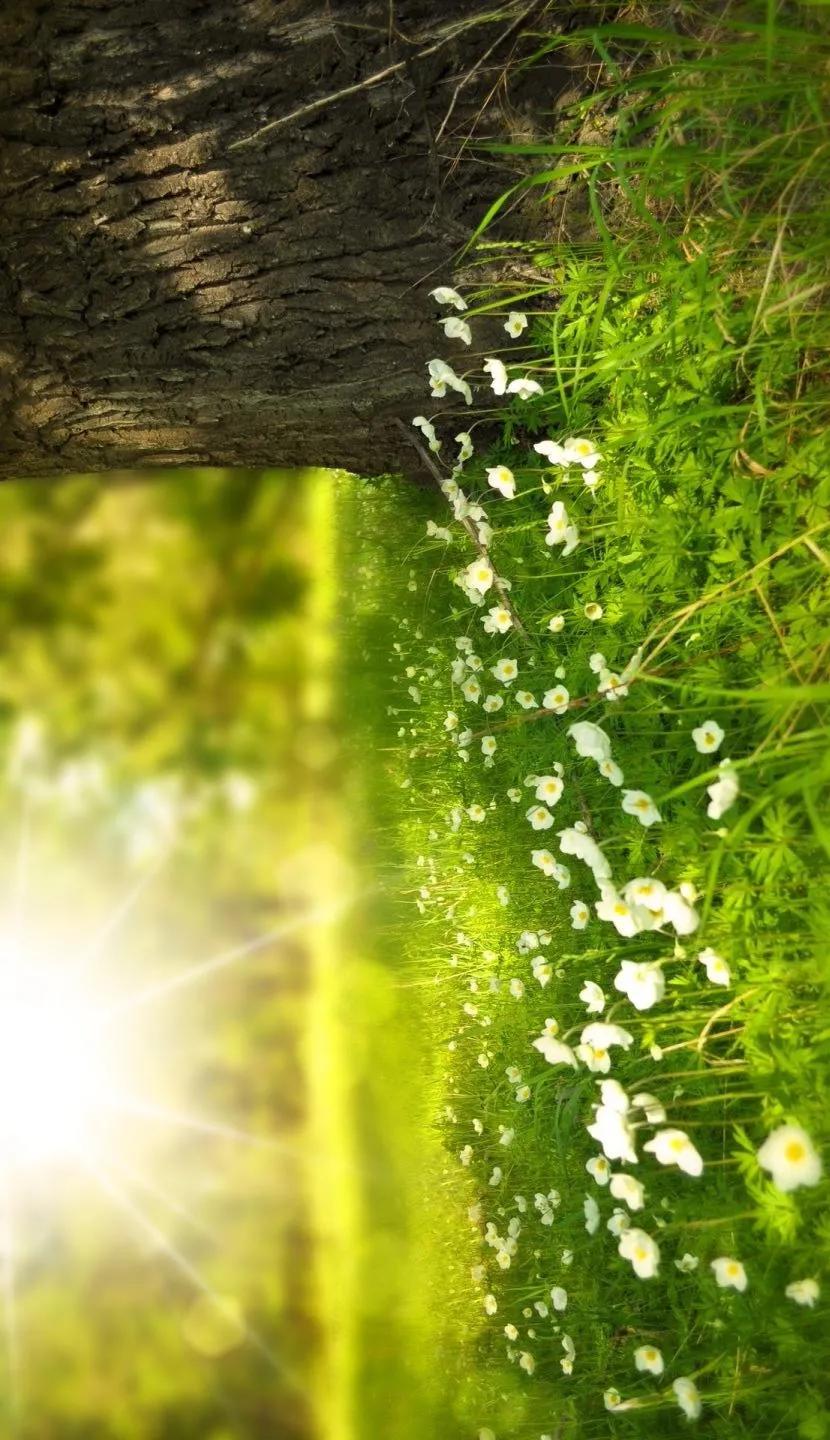 唯美晨光壁纸:清晨的第一缕阳光,迎来新的一天