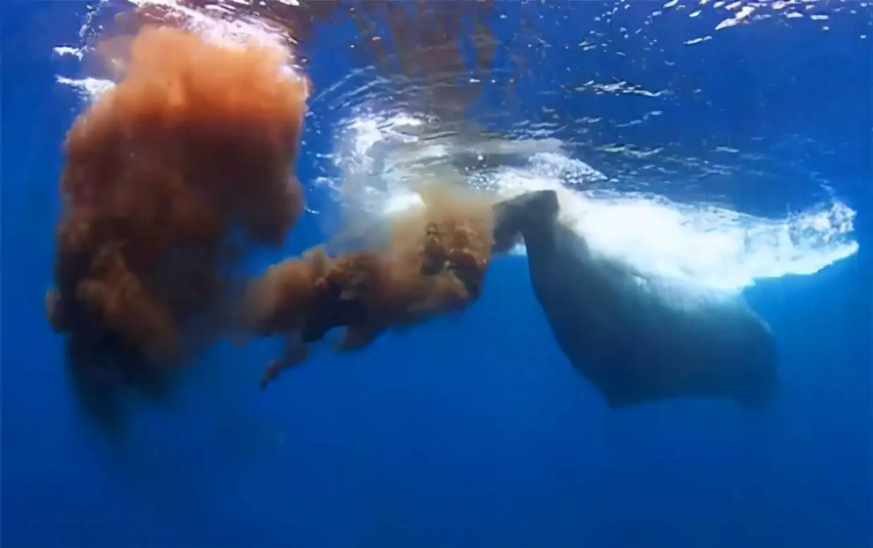 大王陆鱿(日本惊现3米罕见大乌贼，专家：深海生物现身海滩，或与地震有关)