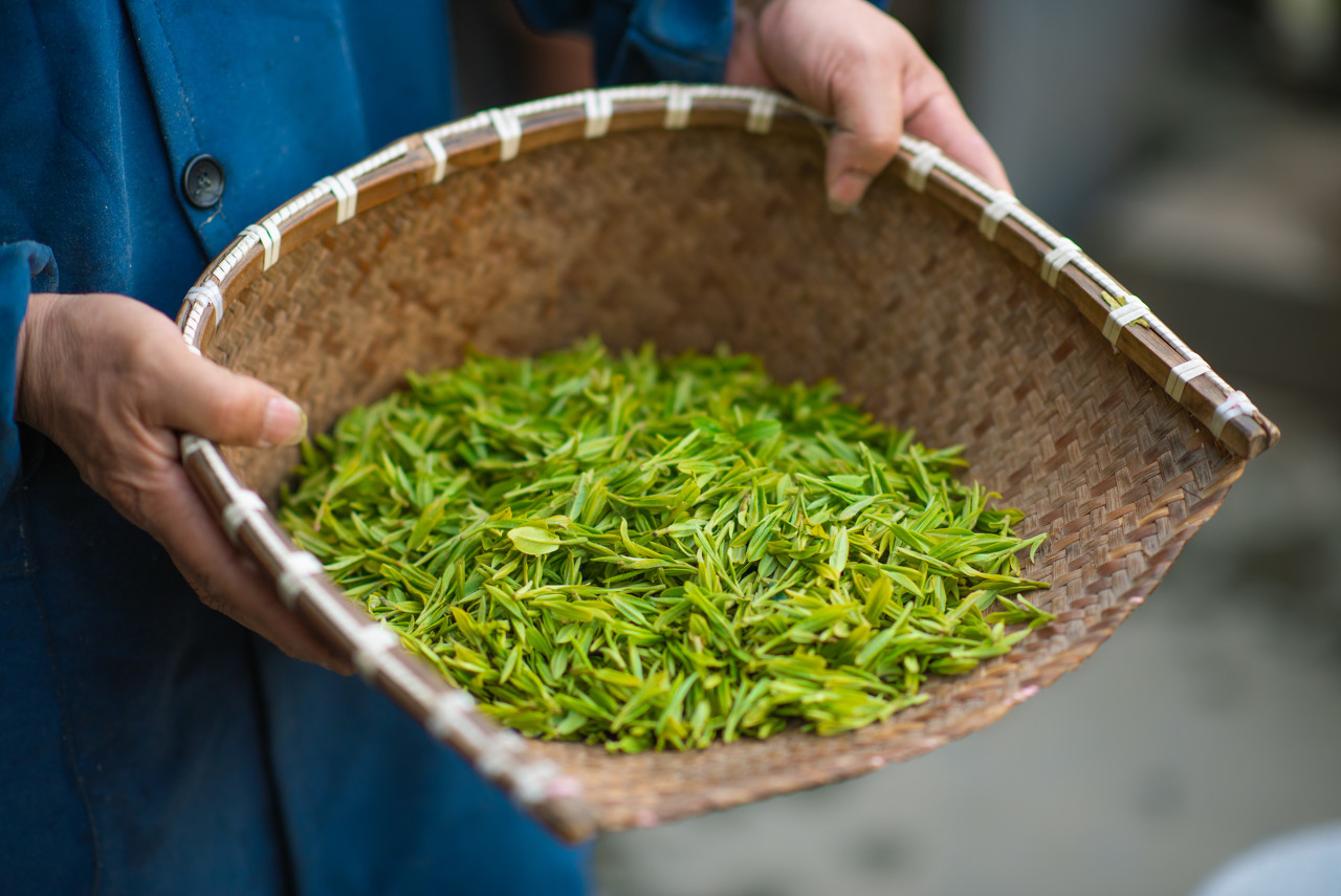 西湖龙井是什么茶（西湖龙井有“绿茶皇后”之美称）