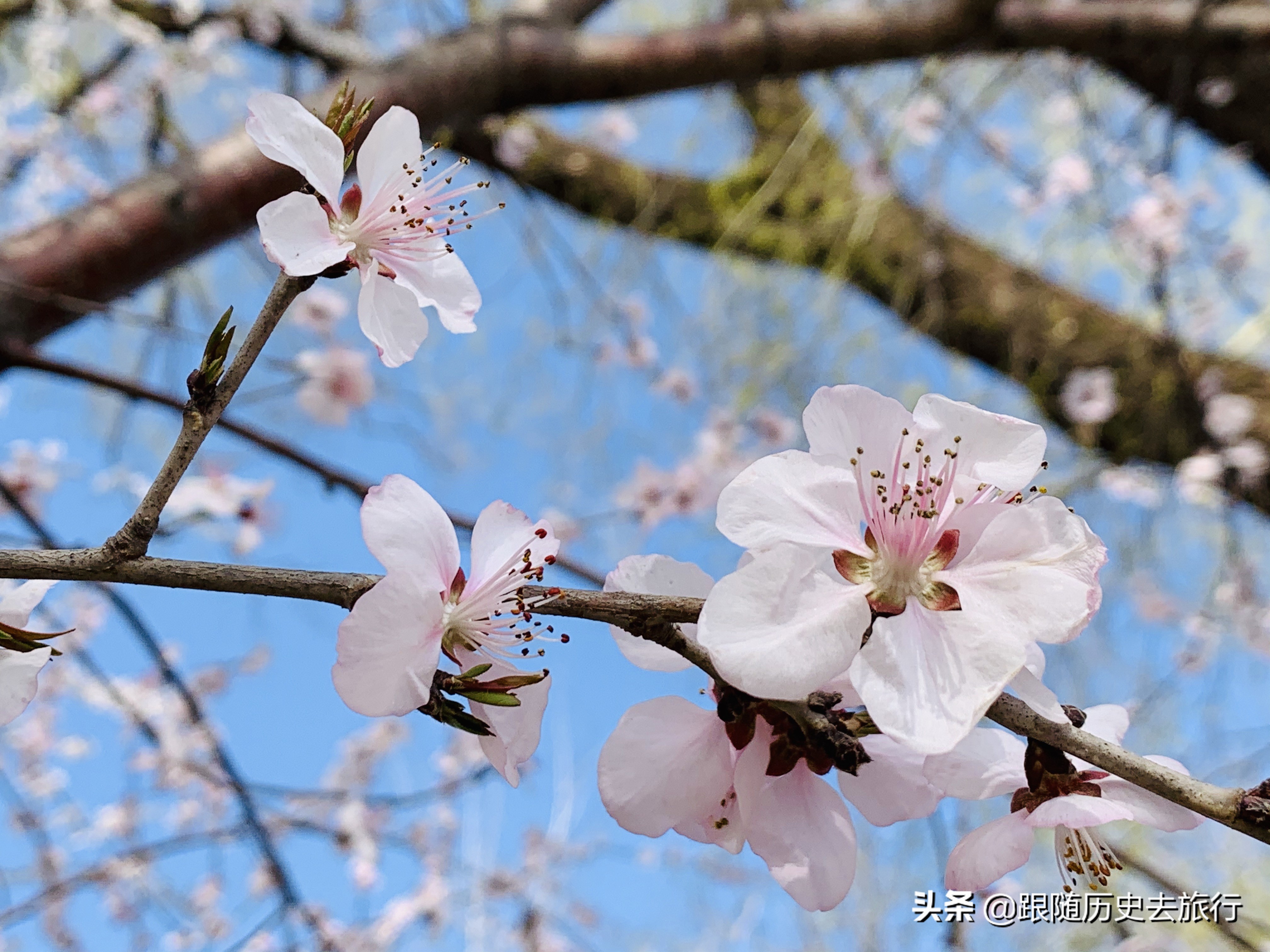 北京春日必去10大赏花公园！除了玉渊潭植物园，这几座也不要错过