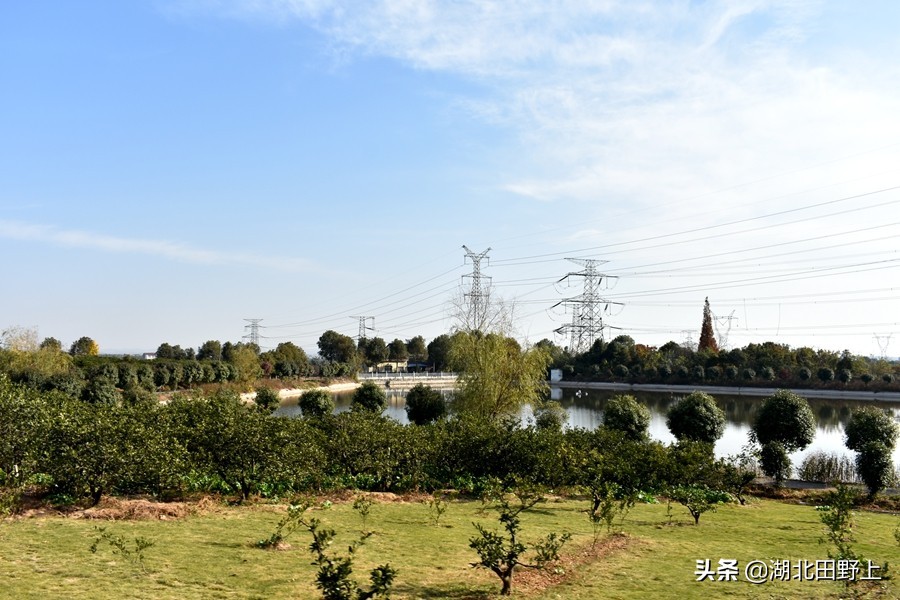 见证一个柑橘产业大村——鸦鹊岭镇云台村回访小记