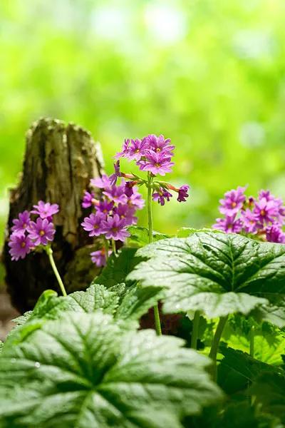 爱而不得樱草花,愿做繁星缀凡尘