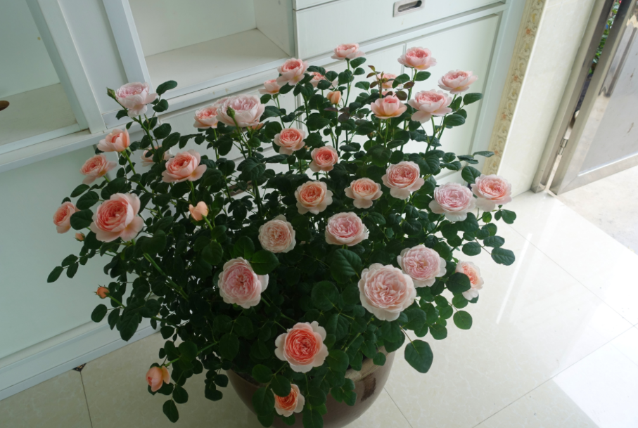 瑞典女王月季優缺點（家庭養月季選瑞典女王，花香濃，蟲害少，種植一次年年有花賞）