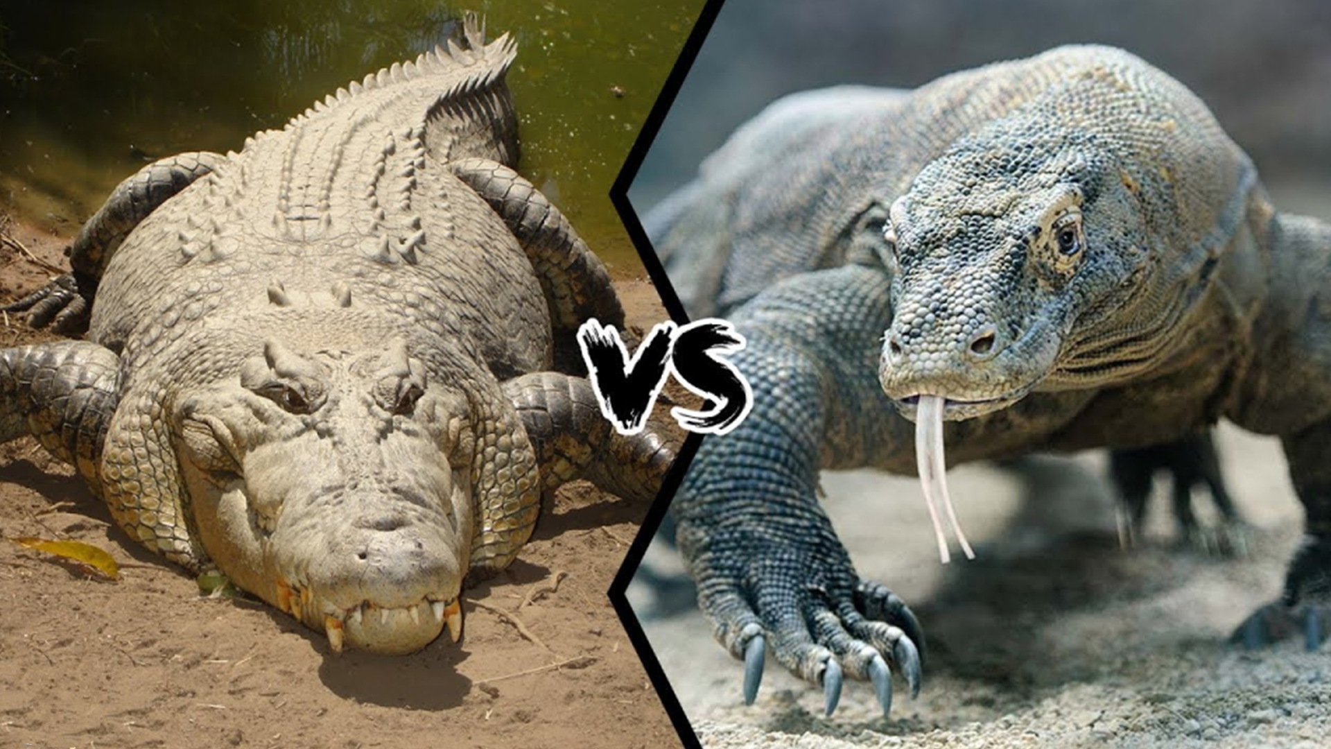 湾鳄vs科莫多巨蜥，谁才是地表最强爬行动物呢？