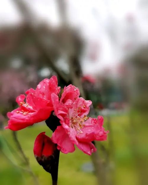 春日花序 | 惊蛰花开渐繁盛，雨过雀鸣万物生