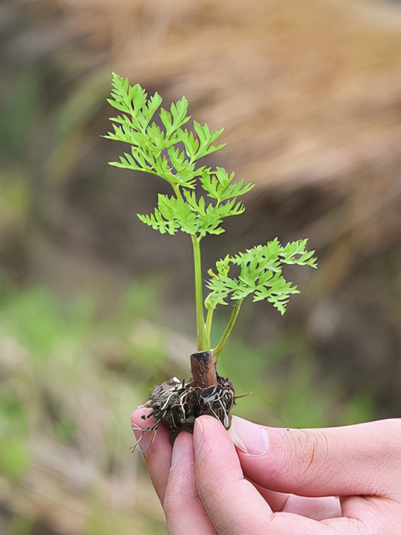 民間野生草藥圖片大全(68種可食用的藥用植物) - 赤虎壹號