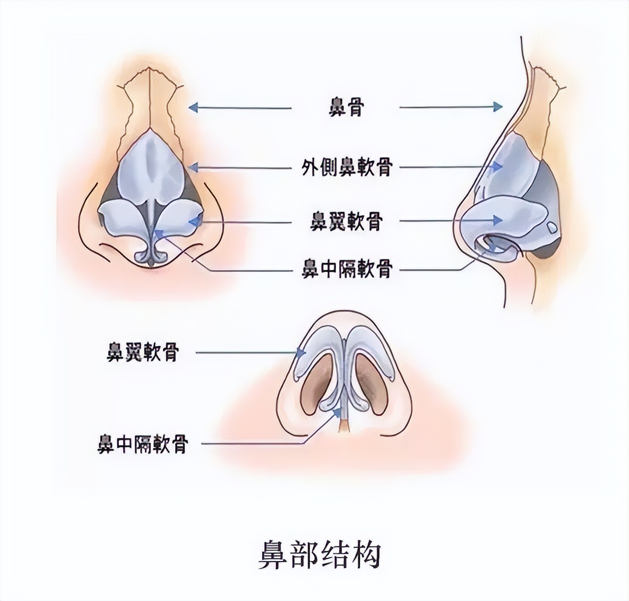 鼻子图片大全图解（鼻子的图解）-第8张图片-科灵网