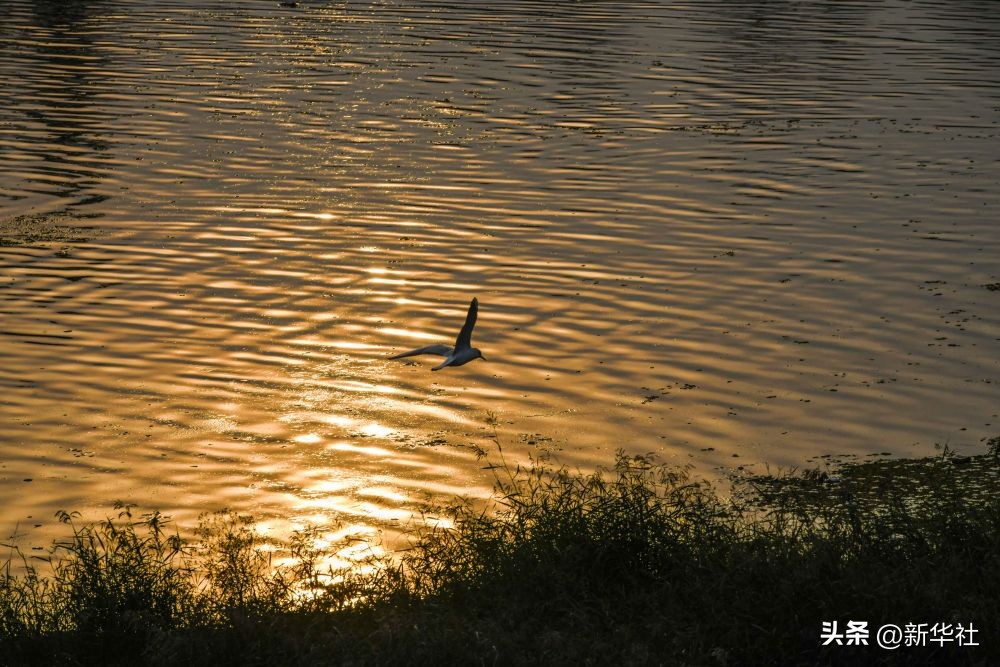 落霞与孤鹜齐飞表达什么情感（落霞与孤鹜齐飞写的是哪个地方）-第5张图片-科灵网