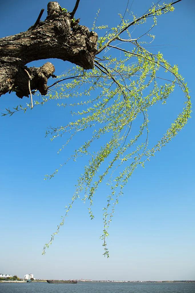 天空纯澈春风柔，阳光和煦清水流