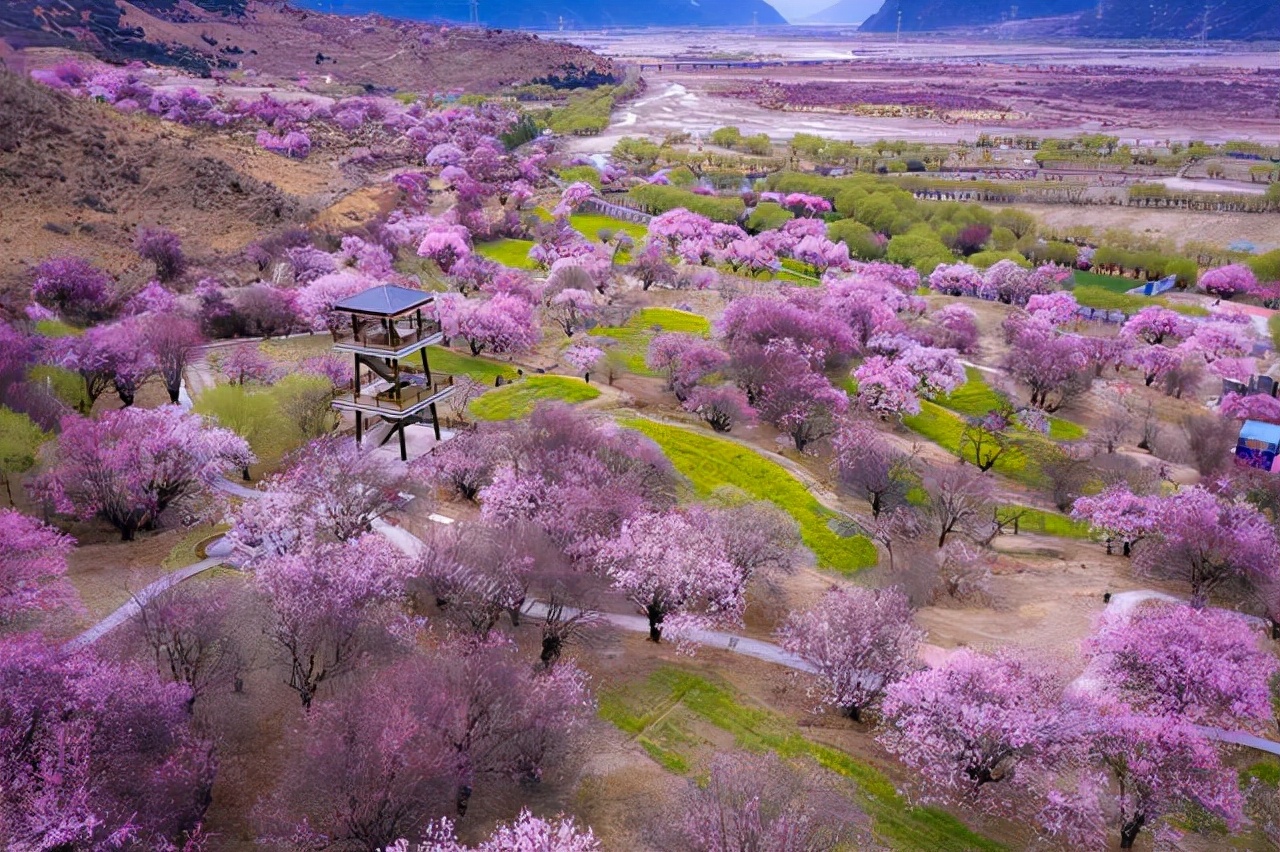 油菜花的习性（知识科普油菜花的生活习性）