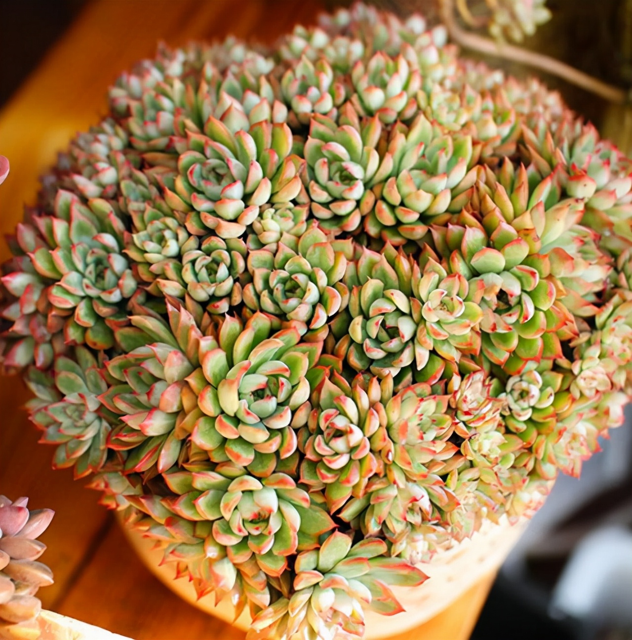 多肉植物图鉴(莲科多肉植物图鉴)
