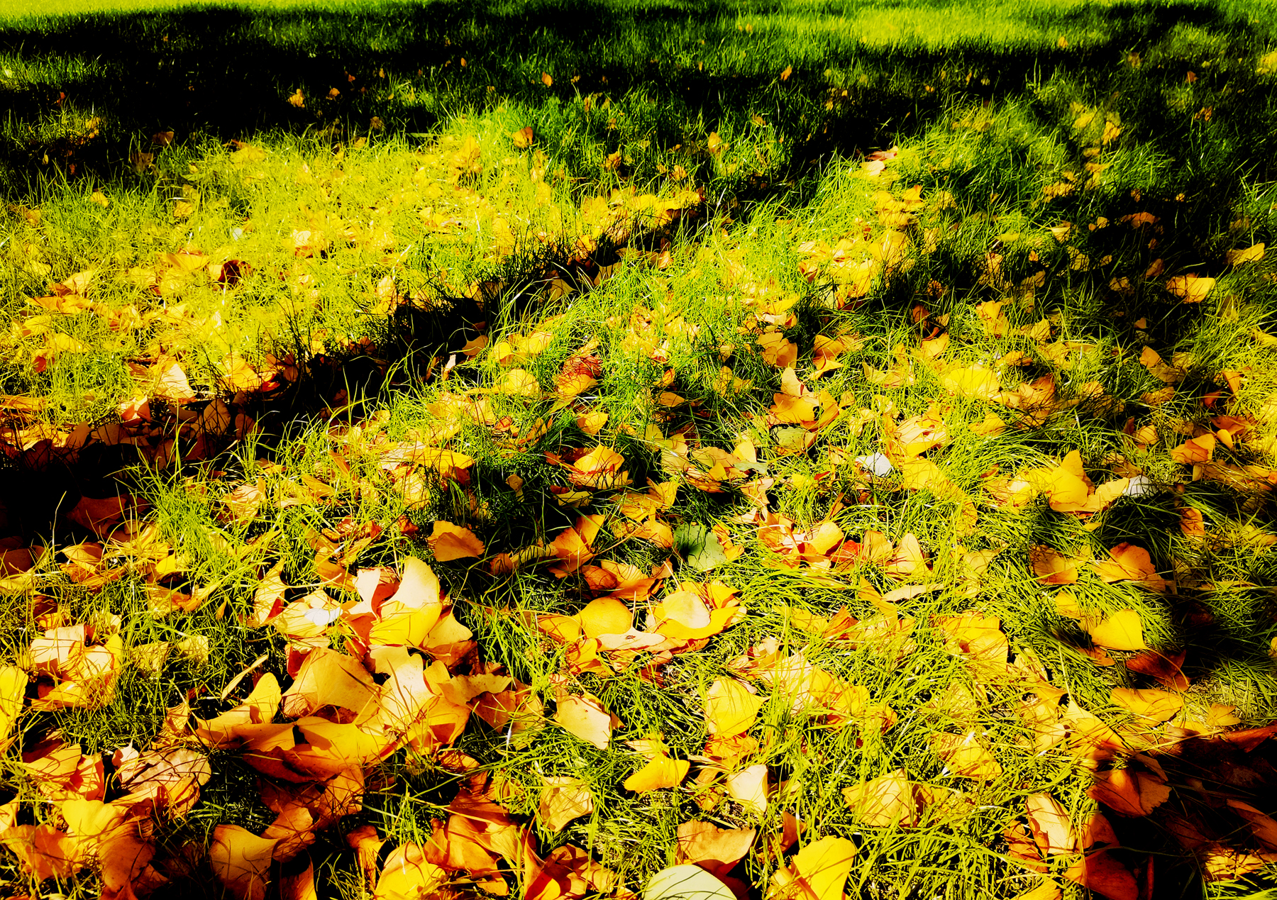 (zen)ɵҪＰԸص㣨(gang)ɵ(de)ҪＰԸص¼-Ʒ