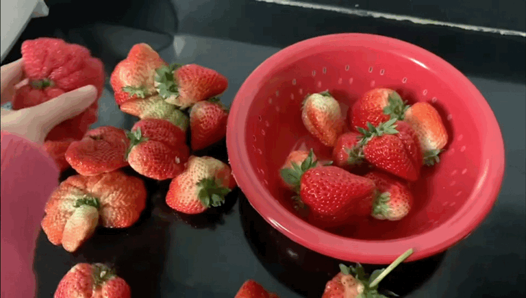 鸡冠子、大扇子……这些形状的草莓敢吃吗？