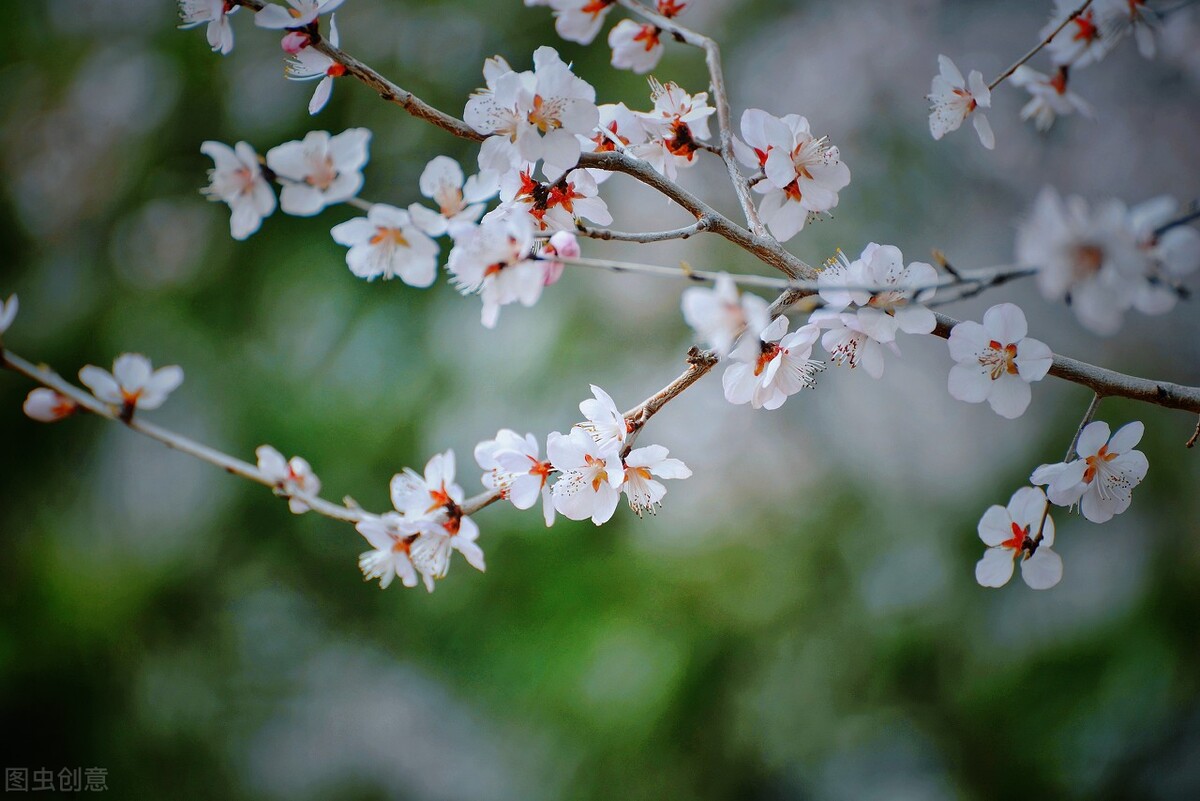 形容春天出游的句子(当唐诗宋词遇上春日美景) - 火句子